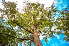 Best Tree Planting  in Jonestown, TX