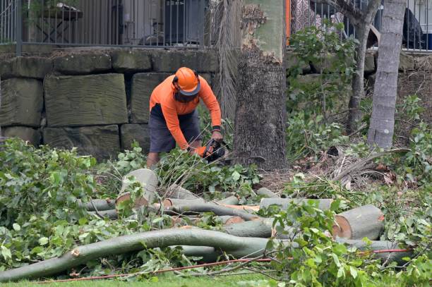 Best Hazardous Tree Removal  in Jonestown, TX