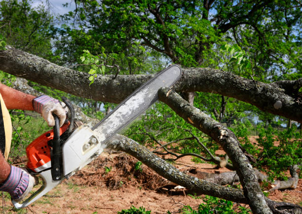 Best Tree Mulching  in Jonestown, TX